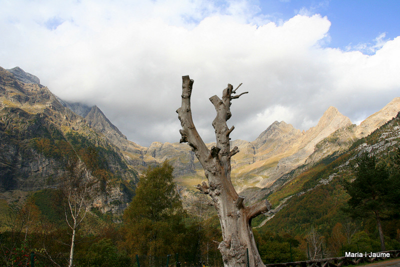 L'arbre de Pineta